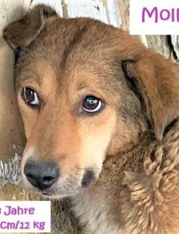 Molly: Mon Chérie - Rinteln