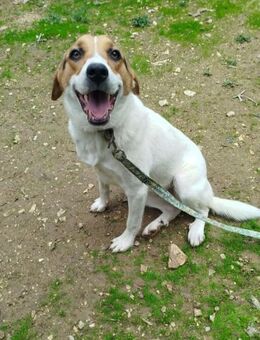 Liv: Einfach zum Liebhaben - Hückelhoven