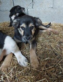 💕Stella💕 sucht ihr großes Glück ❤️🐾 - Freilassing