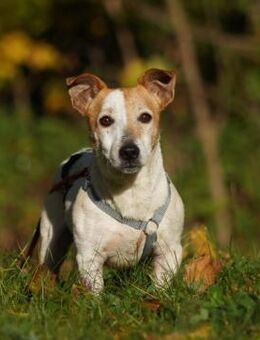 Leo - Jack Russel Terrier sucht - Berlin
