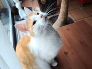 Unser mentaler Rentner sucht ein Zuhause - Kevelaer