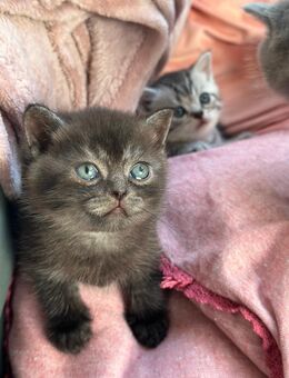 BLH KITTEN - Dachau