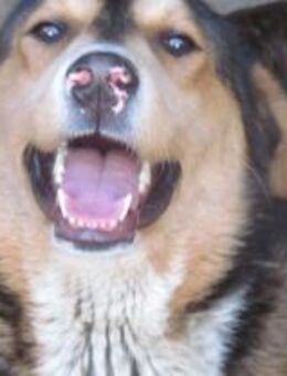 Merlin - Der Zurückhaltende 🐾 - Elsdorf (Nordrhein-Westfalen)