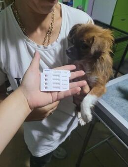 Kiki - kleines Chihuahua Mädchen - Schlitz