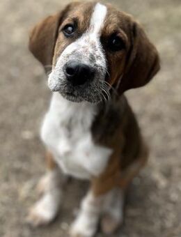 John -ruhiger & neugieriger kleiner Kerl - Berlin