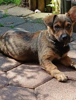 Boomer - Gelsenkirchen