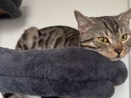Bengal-Mix sucht liebevolles Zuhause - Essen