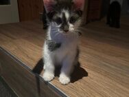 5 zuckersüße Katzen Babys suchen ein Zuhause - Wettin-Löbejün Lettewitz