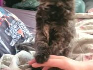 Xl Mainecoon Kätzchen, KATZENBABYS - Zahna-Elster