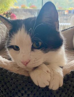 Katzendame - Bielefeld