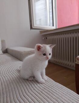 Baby Katzen, Katzenkitten - Schwerte (Hansestadt an der Ruhr)