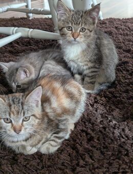 Süße Maine coon Mix katzen - Kyritz
