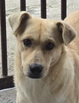 ACANI - liebe verschmuste Hündin - Velbert