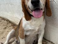 Ruhige Beagle Omi Diana sucht Chanc# - Essen