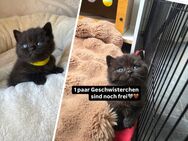 reinrassige BKH Kitten in Lilac/ Dark Choclate - Köln