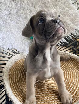 Französische Bulldoggen Welpen - Nürnberg