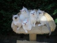 Heilige Birma Kitten und Jungkatzen - Greven (Mecklenburg-Vorpommern)