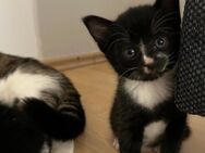 Katzenbabys suchen ein neues Zuhause - Greven (Nordrhein-Westfalen)