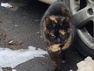 Brown sucht liebevolles Zuhause/Freigang - Waakirchen
