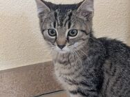 Katzenbabys abzugeben - Heimbach (Nordrhein-Westfalen)