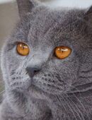 BKH Deckkater mit Stammbaum BG * B * in 08396