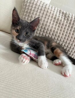 MaineCoon Kätzchen - Velpke