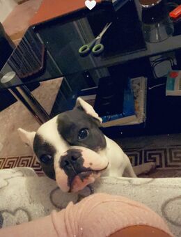 Französische Bulldogge - Bochum