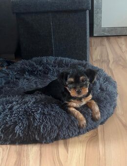 Yorkshire Terrier Welpen - Saalfeld (Saale)