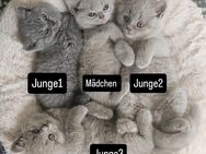 reinrassige BKH Kitten in Lilac und Grau - Schwandorf