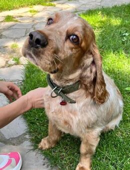 Spaniel-Mischling PHILIPP sucht Familie - Bad Bevensen