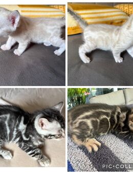 Exklusive Bengal kitten Bald zur Abgabe - Dortmund