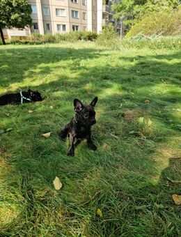 Wunderschöne Retro Frenchie Hündin – Rosita, 14.06.25 geboren – bereit für ein liebevolles Zuhause ❤️ - Berlin Mitte