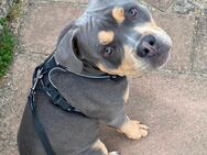 Old englisch Bulldog sucht ein schönes zu Hause - Rodgau