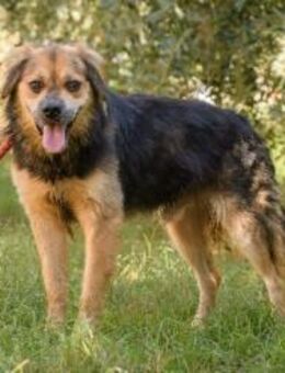 Freundlicher Max sucht sein Zuhause - Weilheim (Oberbayern)