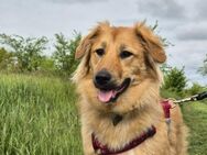 Sally sucht ein liebevolles Zuhause - Kleinostheim