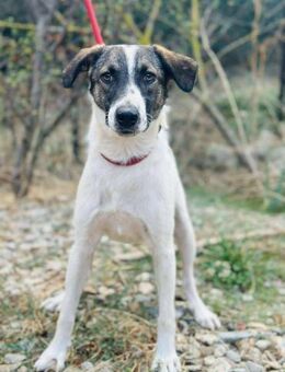 AYOKA gibt gern Pfötchen 😍 - Mylau