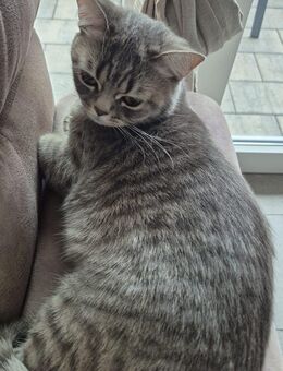Reinrassige BKH Katze - Borken