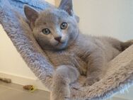 Russisch Blau Kitten #demnächst zum ausziehen bereit# reinrassig - Aldingen