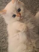 COLORPOINT PERSER Kitten in 12247