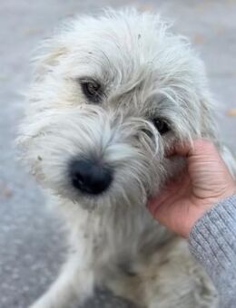 Strolch - menschenbezogener, junger Rüde - Berlin