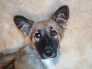 🌙Traurige Luna 2 sucht dich🌸 - Eislingen (Fils)