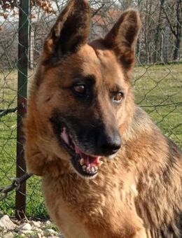 Schäfi-Mix Vučica 💗 sucht viel Liebe - Hamburg