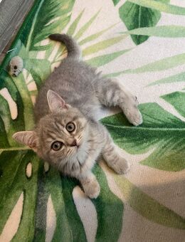 Britisch Kurzhaar Mädchen 11Wochen alt - Rerik