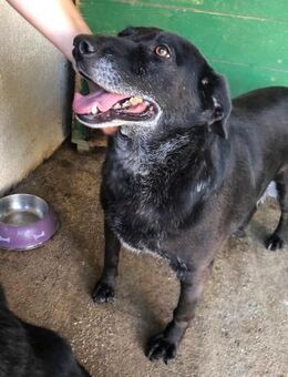 Viola - Sanfte Zaubermaus - Obertshausen