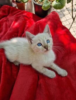 💖Katzenbabys Leo und Snuki 💖 - Eislingen (Fils)