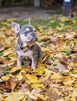 Französische Bulldoggen Welpen - Espelkamp Altgemeinde