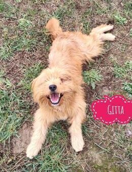 Gitta eine freundliche liebe Hündin - Flörsheim-Dalsheim