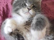 Reinrassiger Maine Coon Kitten - Essen