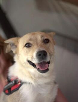 GINA - ein Sonnenschein! - Augsburg