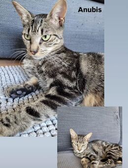 Junge Katze in liebevolle Hände abzugeben - München
